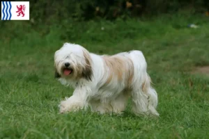 Read more about the article Tibetan Terrier breeders and puppies in Nouvelle-Aquitaine