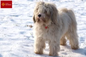 Read more about the article Tibetan Terrier breeders and puppies in Occitania