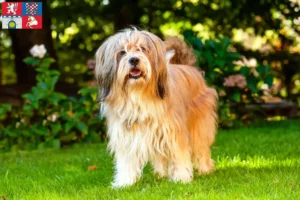 Read more about the article Tibetan Terrier breeders and puppies in Pardubice