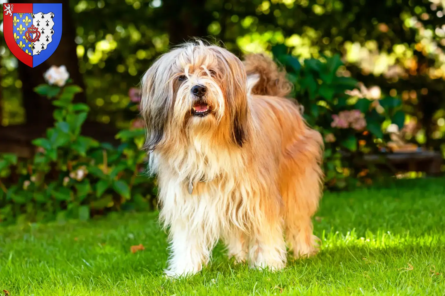 Read more about the article Tibetan Terrier breeders and puppies in Pays de la Loire