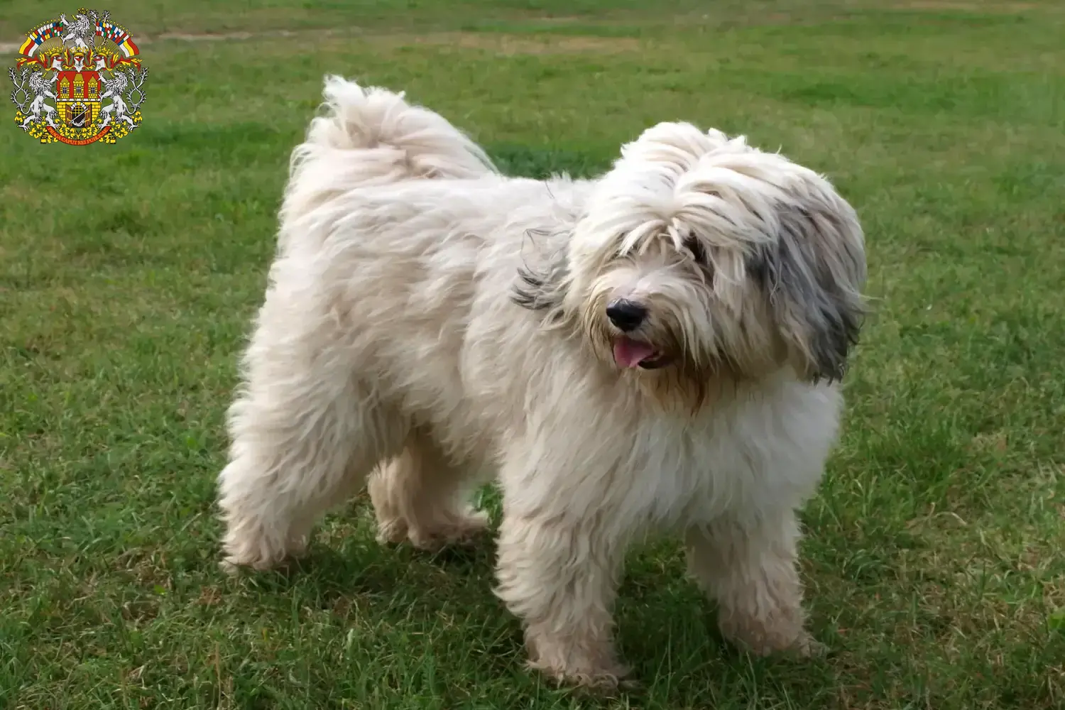 Read more about the article Tibetan Terrier breeders and puppies in Prague