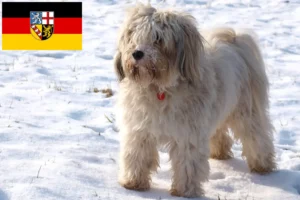 Read more about the article Tibetan Terrier breeders and puppies in Saarland