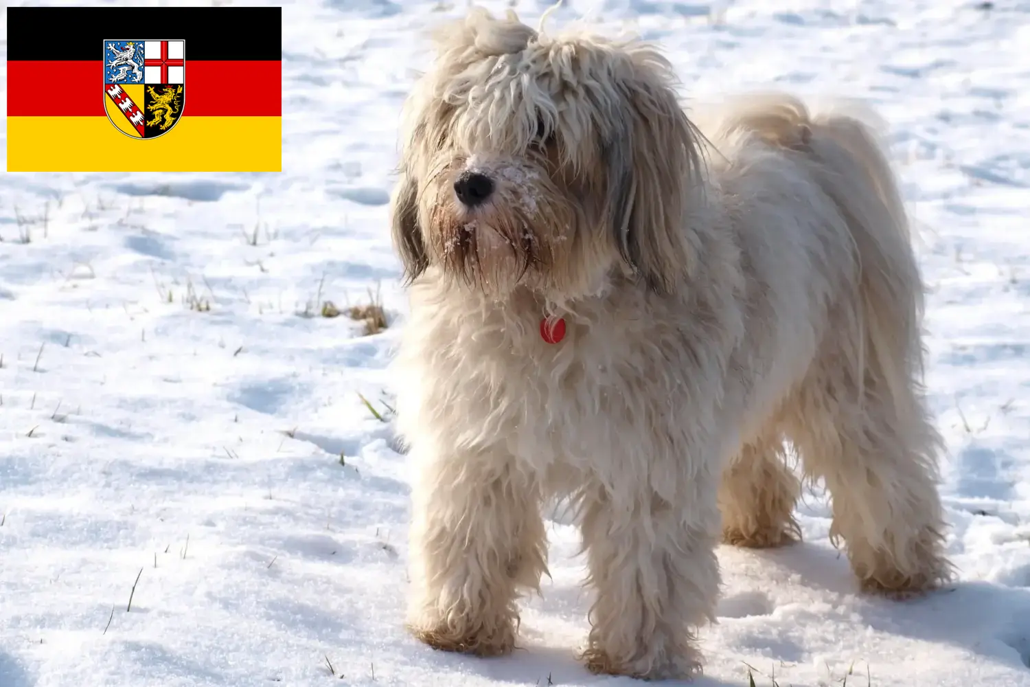 Read more about the article Tibetan Terrier breeders and puppies in Saarland