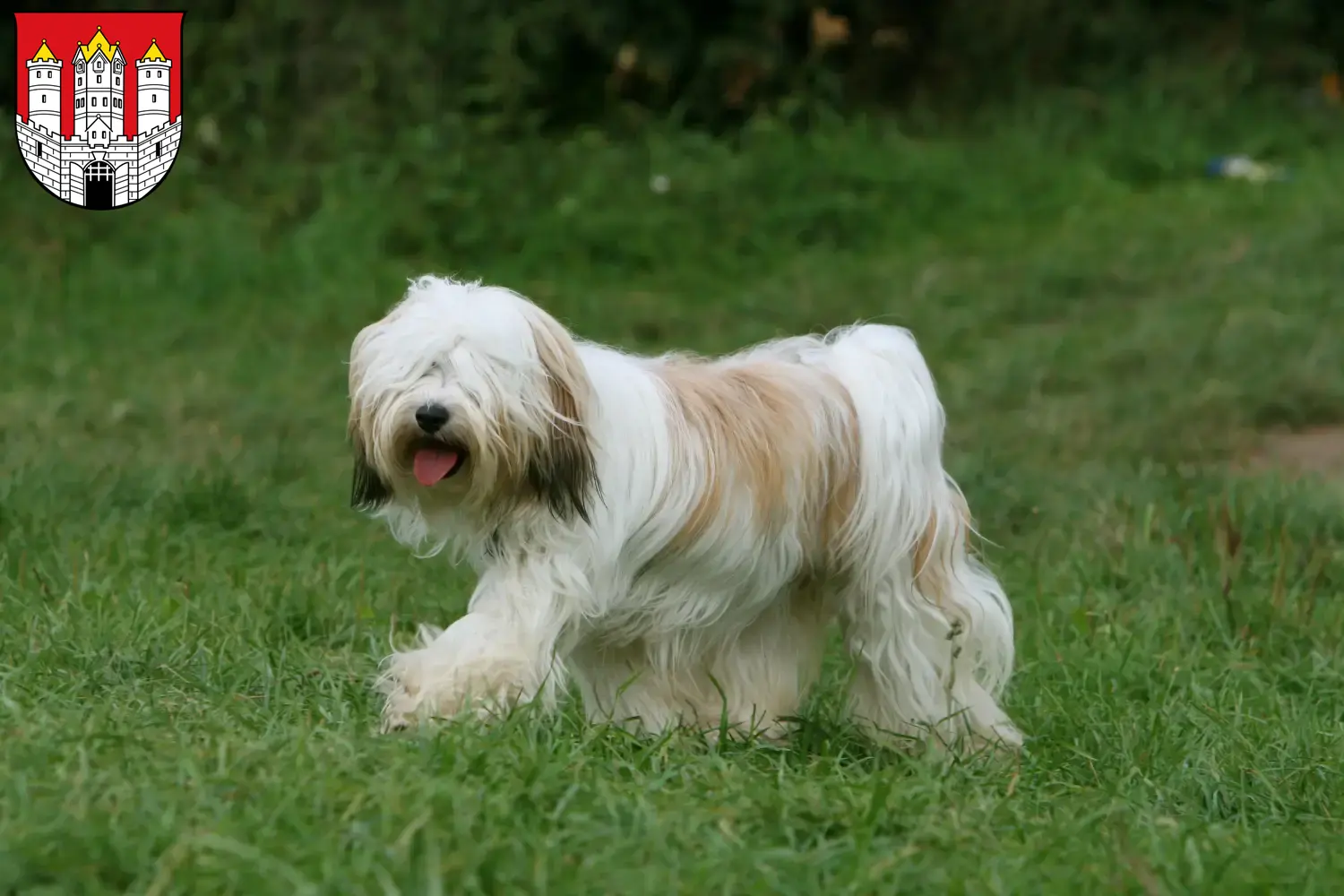 Read more about the article Tibetan Terrier breeders and puppies in Salzburg