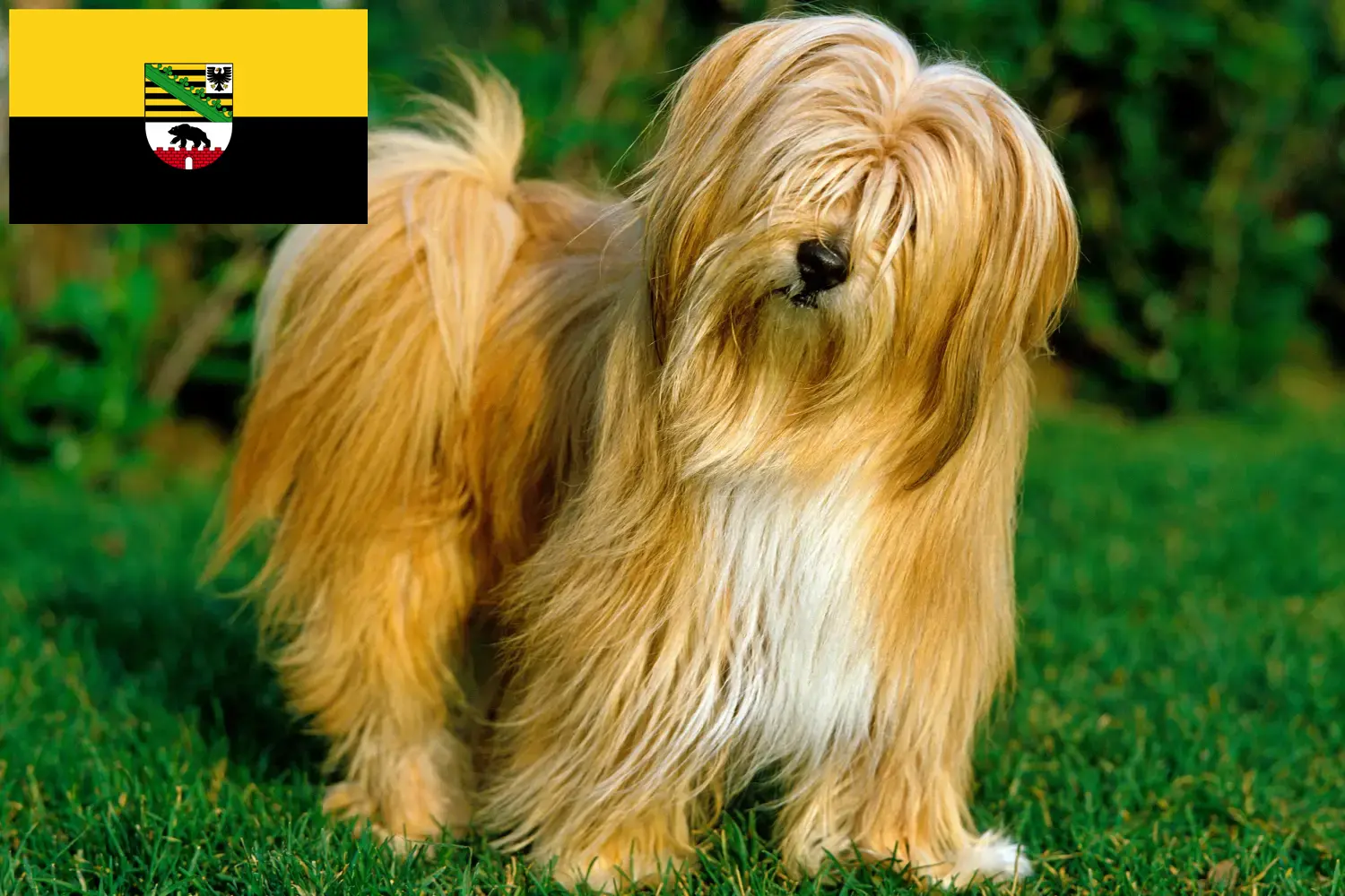 Read more about the article Tibetan Terrier breeders and puppies in Saxony-Anhalt