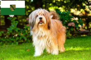 Read more about the article Tibetan Terrier breeders and puppies in Saxony