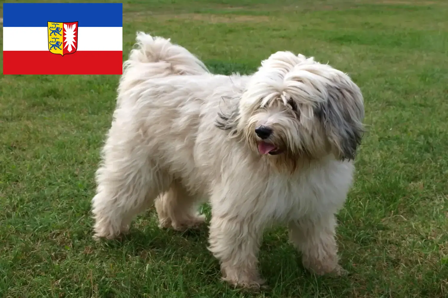 Read more about the article Tibetan Terrier breeders and puppies in Schleswig-Holstein