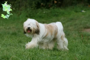 Read more about the article Tibetan Terrier breeders and puppies in Sjælland