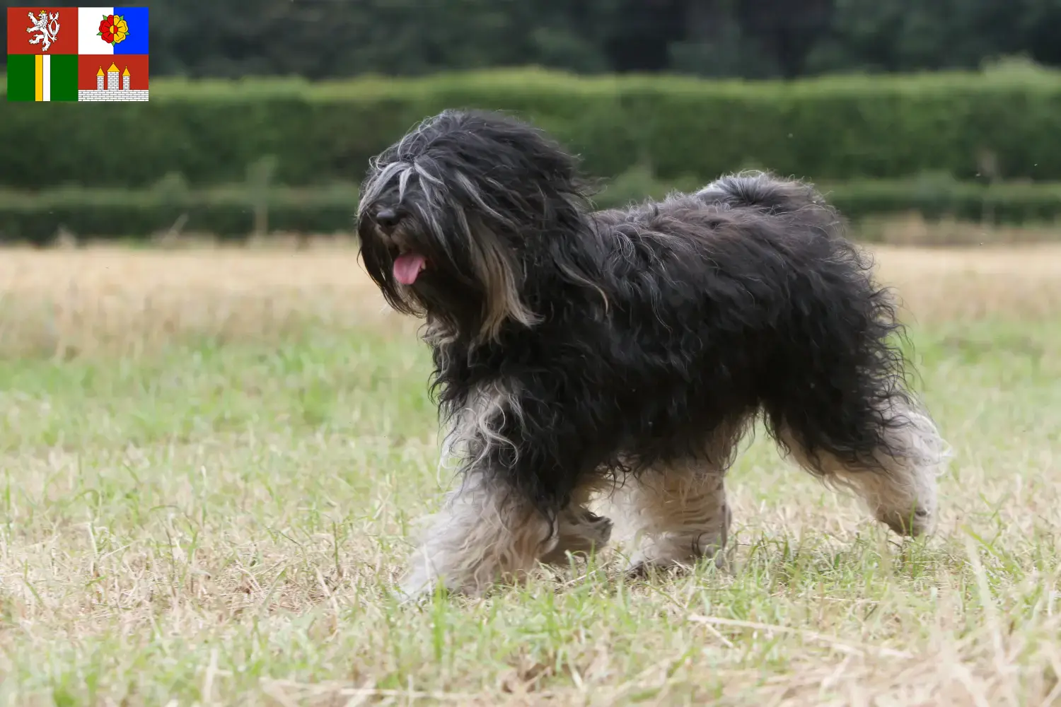 Read more about the article Tibetan Terrier breeders and puppies in South Bohemia