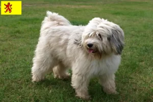 Read more about the article Tibetan Terrier breeders and puppies in South Holland