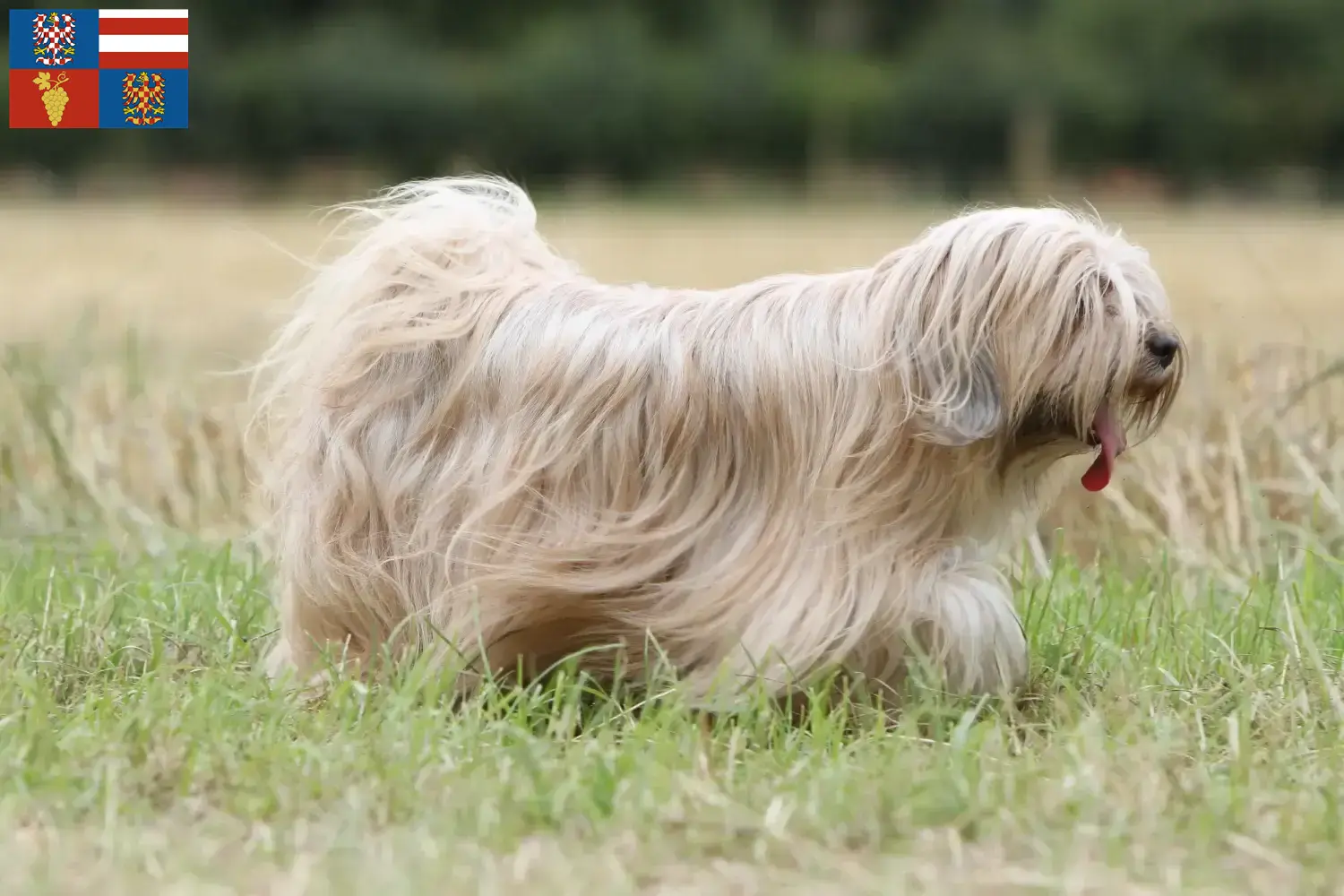 Read more about the article Tibetan Terrier breeders and puppies in South Moravia