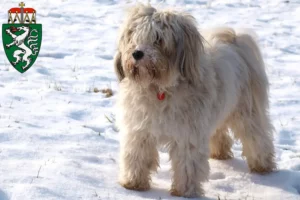 Read more about the article Tibetan Terrier breeders and puppies in Styria