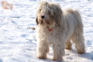 Read more about the article Tibetan Terrier breeders and puppies in Syddanmark