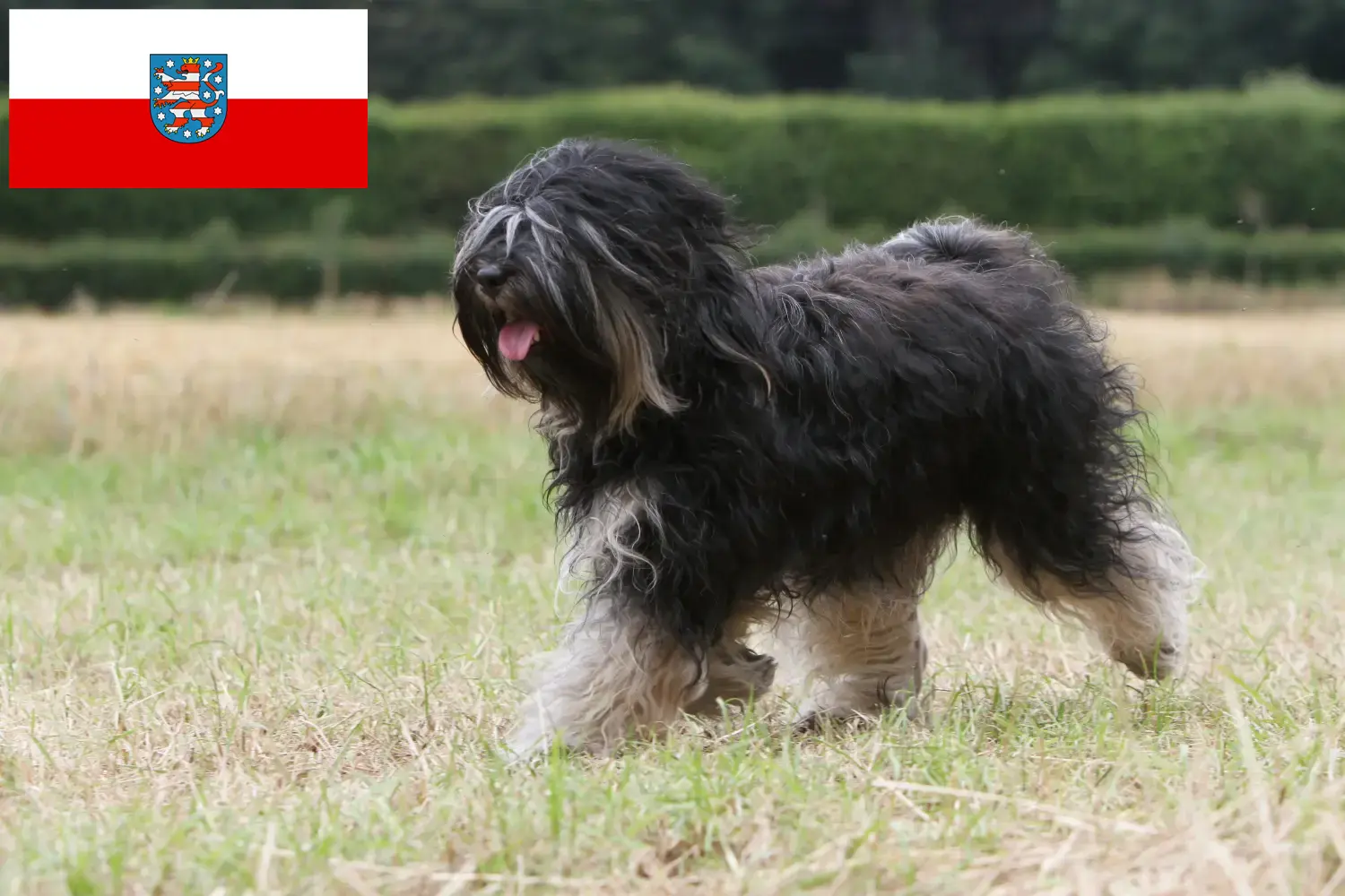 Read more about the article Tibetan Terrier breeders and puppies in Thuringia