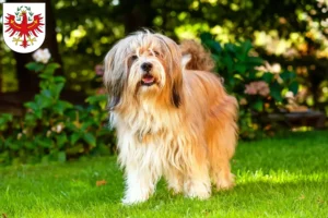 Read more about the article Tibetan Terrier breeders and puppies in Tyrol