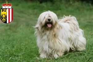 Read more about the article Tibetan Terrier breeders and puppies in Upper Austria