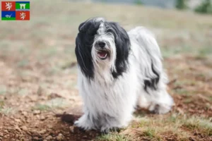 Read more about the article Tibetan Terrier breeders and puppies in Ústí