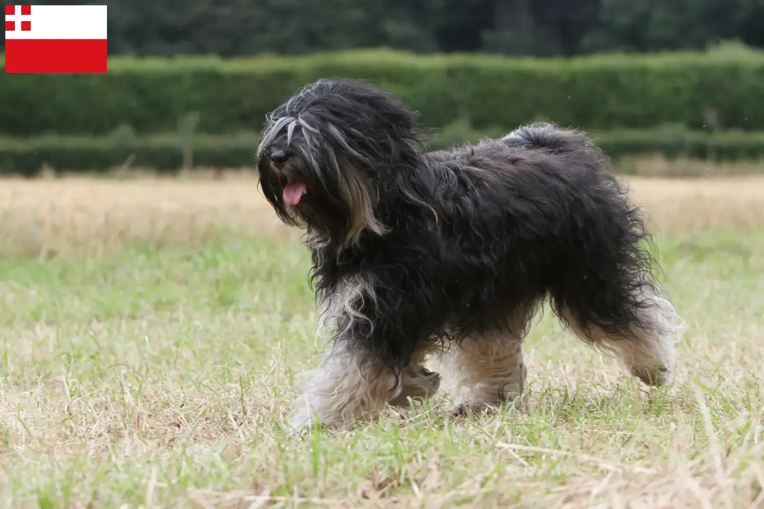 Read more about the article Tibetan Terrier breeders and puppies in Utrecht