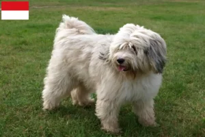 Read more about the article Tibetan Terrier breeders and puppies in Vienna