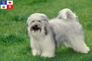 Read more about the article Tibetan Terrier breeders and puppies in Vysočina