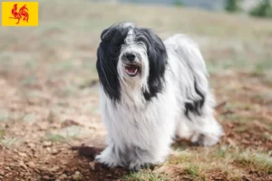 Read more about the article Tibetan Terrier breeders and puppies in Walloon Region