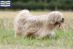 Read more about the article Tibetan Terrier breeders and puppies in Zeeland