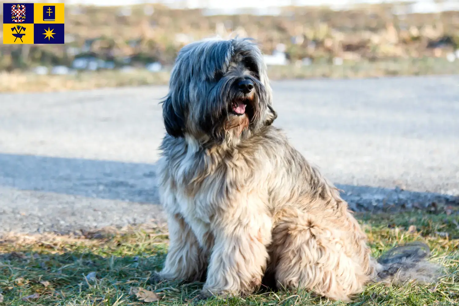 Read more about the article Tibetan Terrier breeders and puppies in Zlín