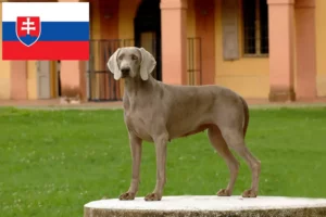 Read more about the article Weimaraner breeders and puppies in Slovakia