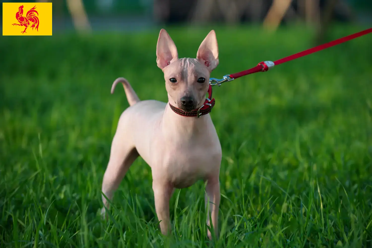 Read more about the article American Hairless Terrier breeders and puppies in Walloon Region