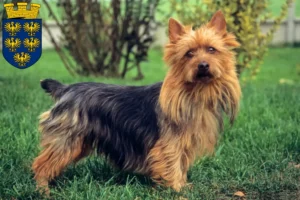 Read more about the article Australian Terrier breeders and puppies in Lower Austria