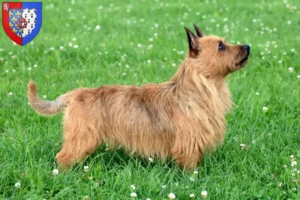 Read more about the article Australian Terrier breeders and puppies in Pays de la Loire