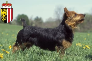 Read more about the article Australian Terrier breeders and puppies in Upper Austria