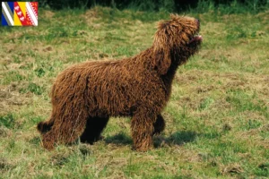 Read more about the article Barbet breeders and puppies in Grand Est