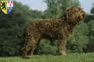 Read more about the article Barbet breeders and puppies in Hauts-de-France