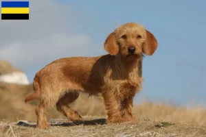 Read more about the article Basset fauve de Bretagne breeders and puppies in Gelderland