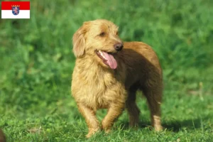 Read more about the article Basset fauve de Bretagne breeders and puppies in Hessen