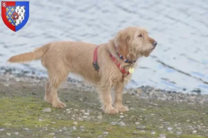 Read more about the article Basset fauve de Bretagne breeders and puppies in Pays de la Loire