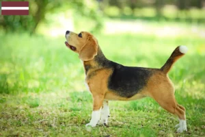 Read more about the article Beagle breeders and puppies in Latvia