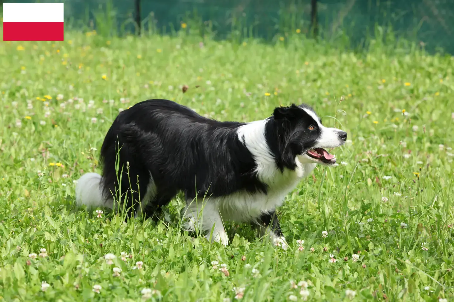 Read more about the article Border Collie breeders and puppies in Poland