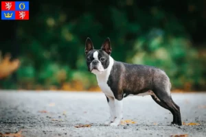 Read more about the article Boston Terrier breeders and puppies in Hradec Králové