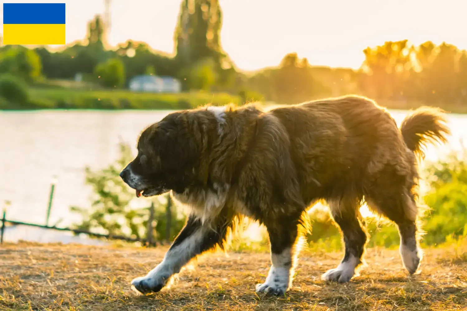 Read more about the article Caucasian Shepherd Dog Breeder and Puppies in Ukraine