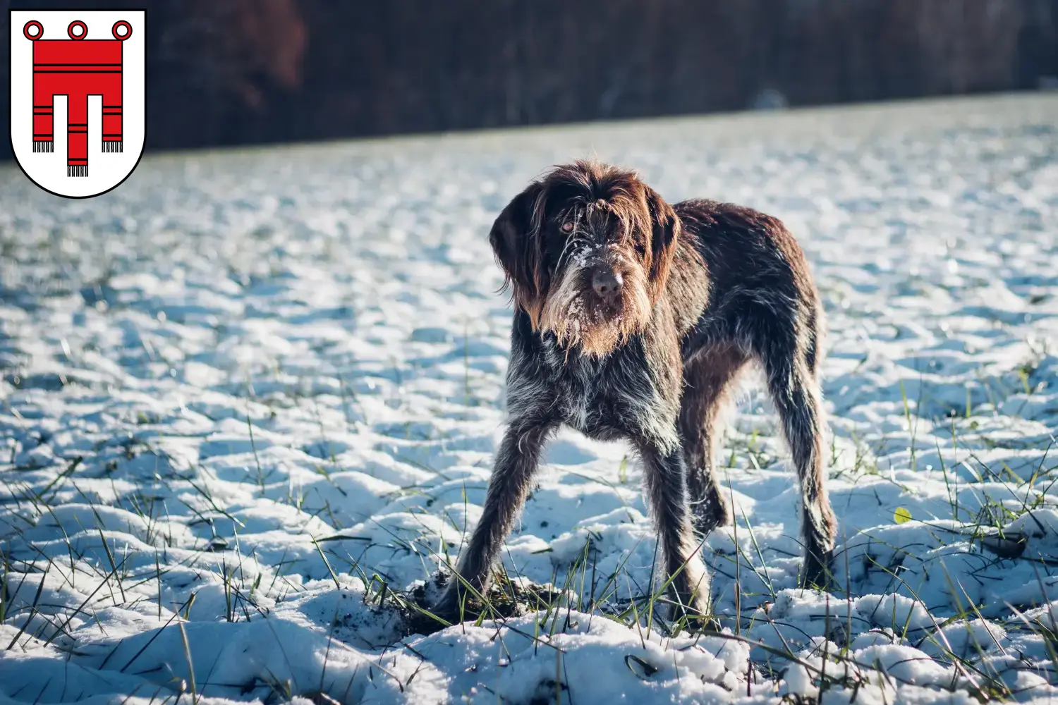 Read more about the article Český fousek breeders and puppies in Vorarlberg