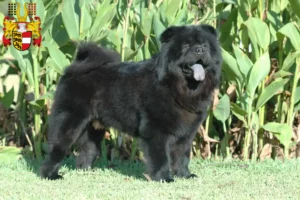 Read more about the article Chow-Chow breeders and puppies in Carinthia