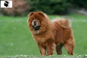 Read more about the article Chow-Chow breeders and puppies in Corsica