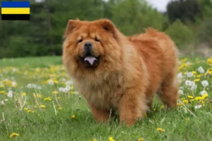 Read more about the article Chow-Chow breeders and puppies in Gelderland