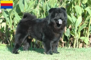 Read more about the article Chow-Chow breeders and puppies in North Holland