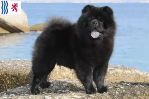 Read more about the article Chow-Chow breeders and puppies in Nouvelle-Aquitaine