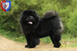 Read more about the article Chow-Chow breeders and puppies in Pays de la Loire