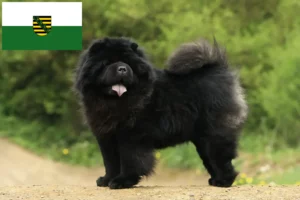 Read more about the article Chow-Chow breeders and puppies in Saxony