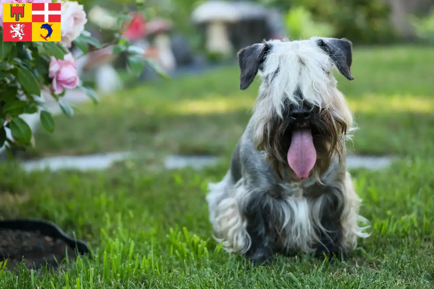 Read more about the article Czech Terrier breeder and puppies in Auvergne-Rhône-Alpes